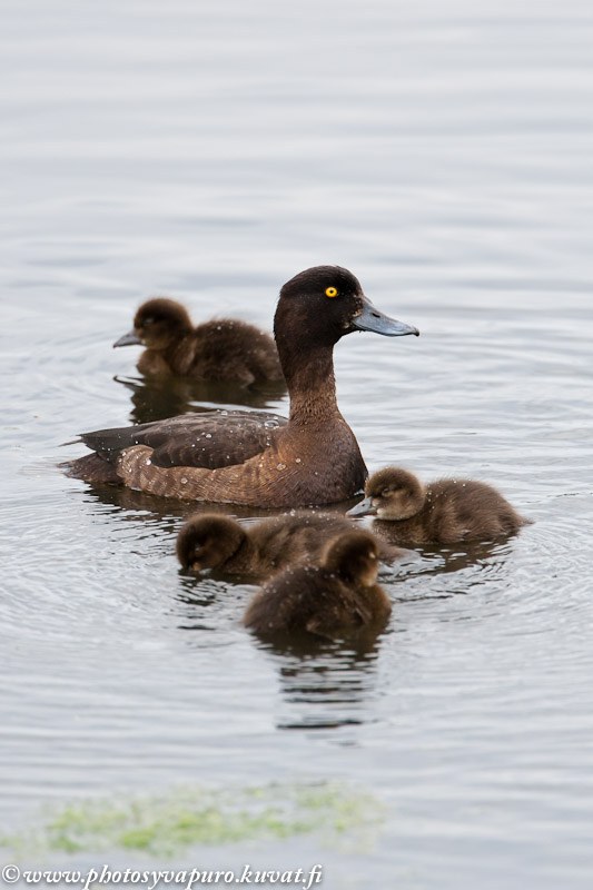 40 dan ortiq rus ayollar porno videolar